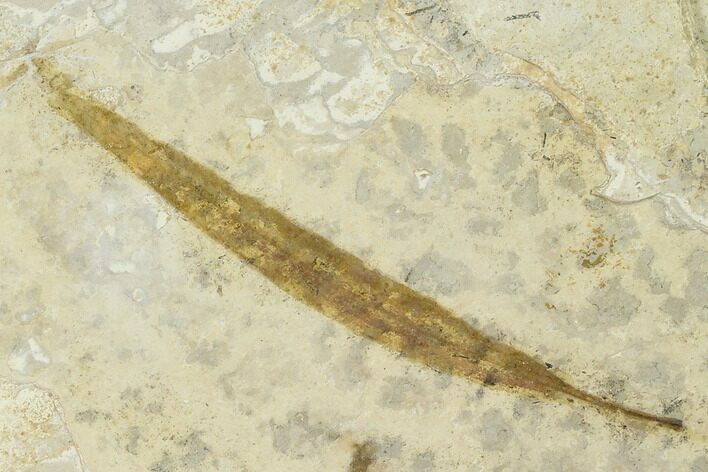 Fossil Willow (Salix) Leaf - Green River Formation #133637